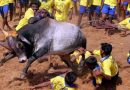 ஜல்லிக்கட்டுக்கு தடை இல்லை; தமிழ்நாடு அரசின் சிறப்புச் சட்டம் செல்லும்: உச்ச நீதிமன்றம் தீர்ப்பு